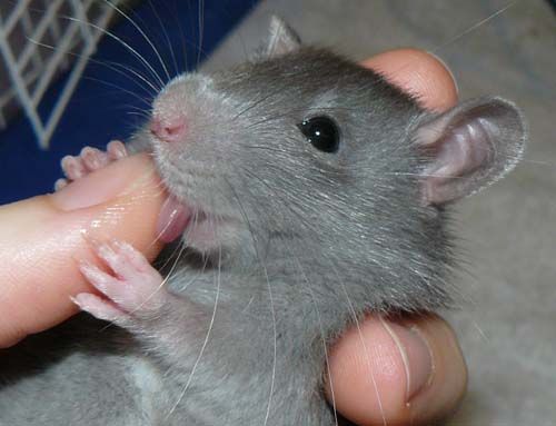 cute rat